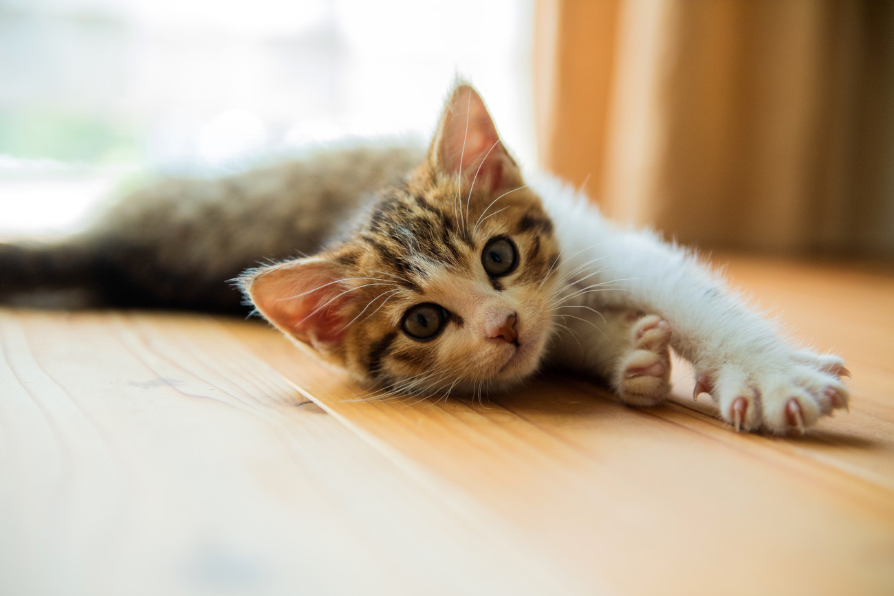 子猫(成猫)が夜泣きする原因とは?解決策を6つのポイントで獣医師が解説!