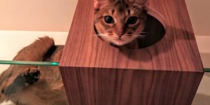 気になる猫様番組