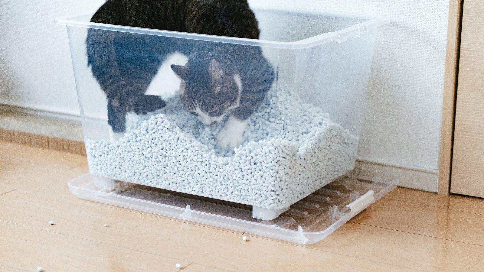 猫砂をかく猫