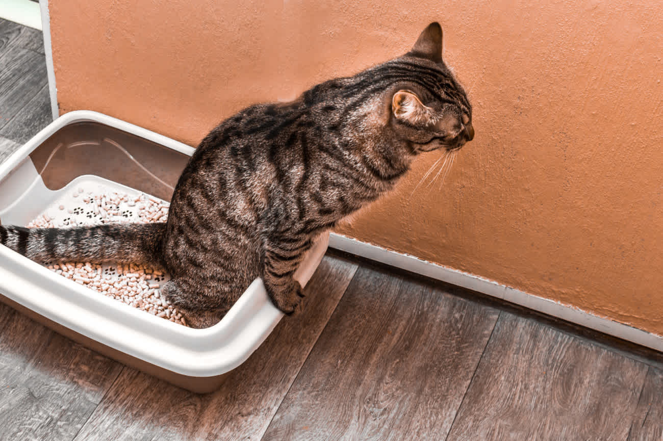 猫が好むトイレの大きさは 猫の理想的なトイレ環境について紹介 猫様のいる暮らし 猫が好むトイレの大きさは 猫の理想的なトイレ環境について紹介 猫様のいる暮らし
