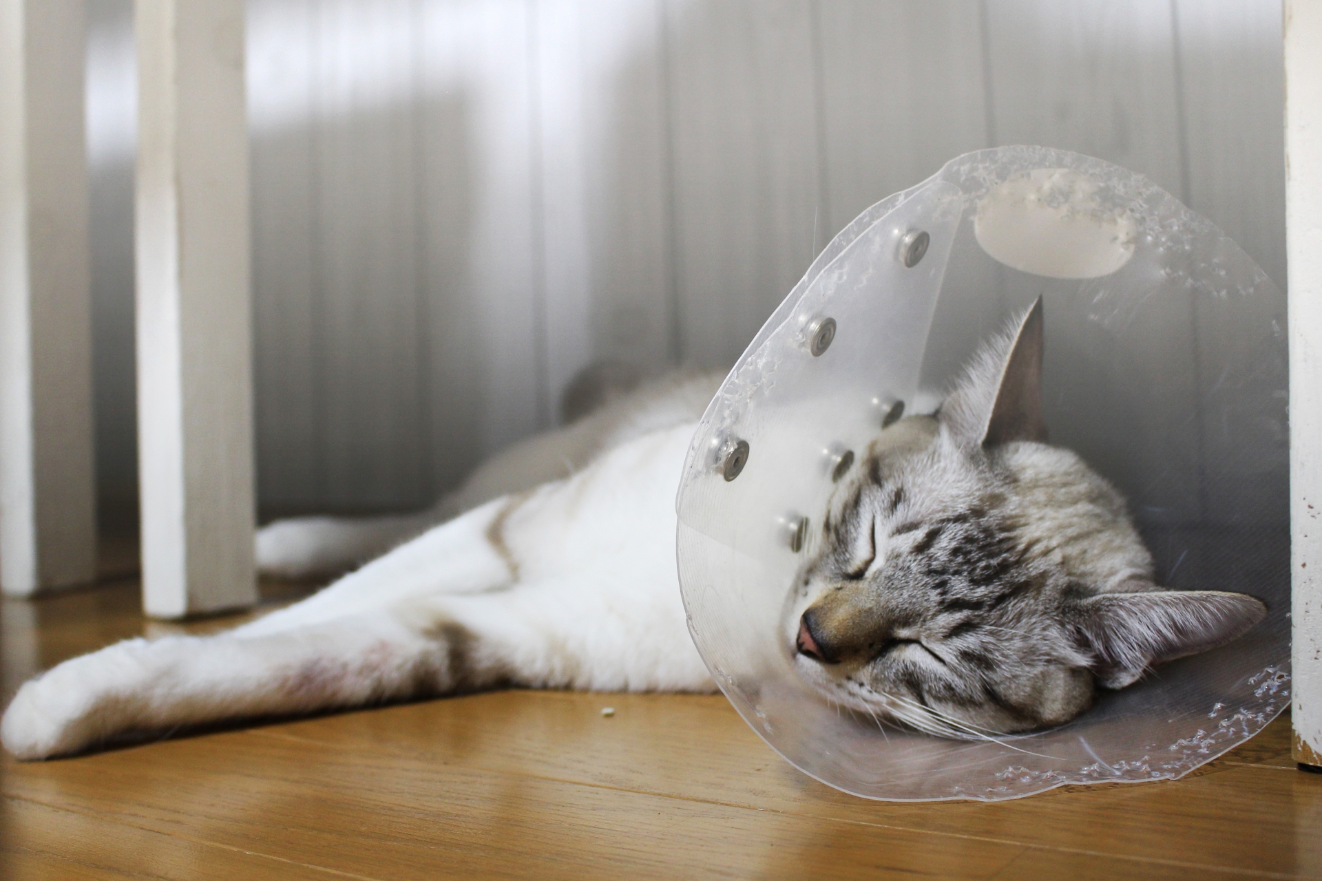 【獣医師が徹底解説】猫エイズの感染経路や症状、予防法など紹介。猫白血病との違いも解説