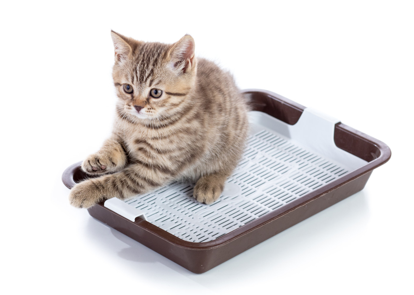 猫がトイレに失敗する原因 失敗しないための方法を解説 猫様のいる暮らし