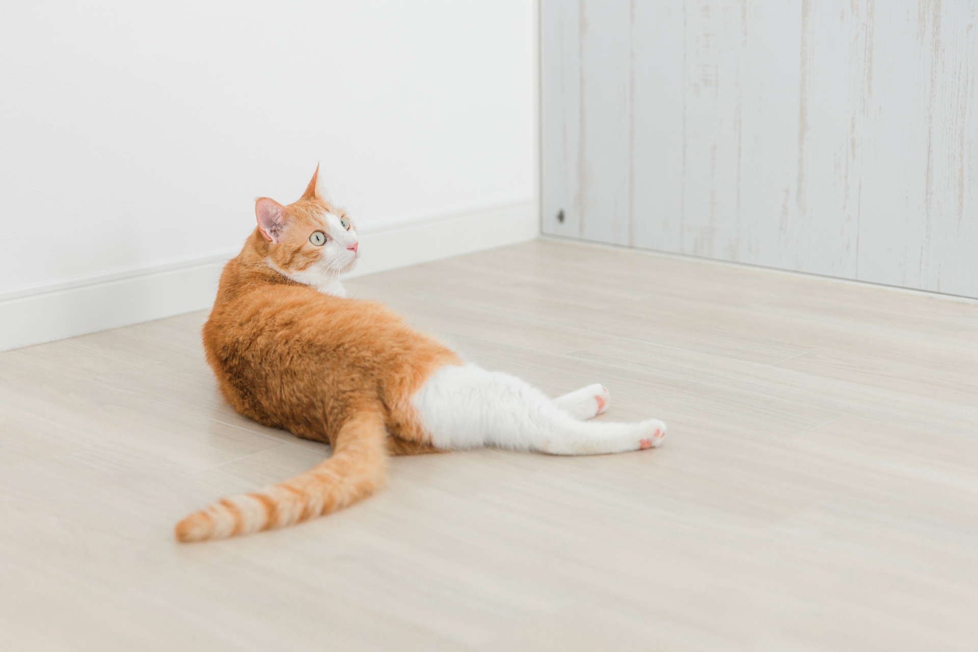 部屋で横なっている猫