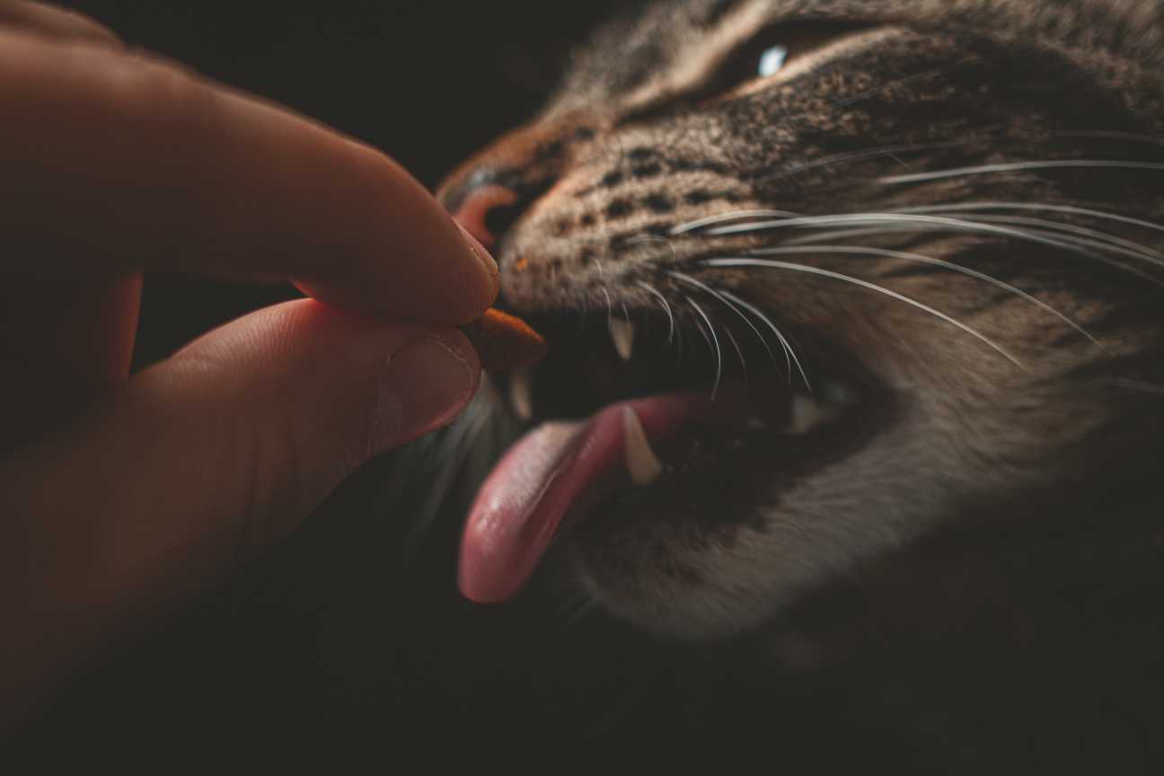 05 療法食を食べる猫