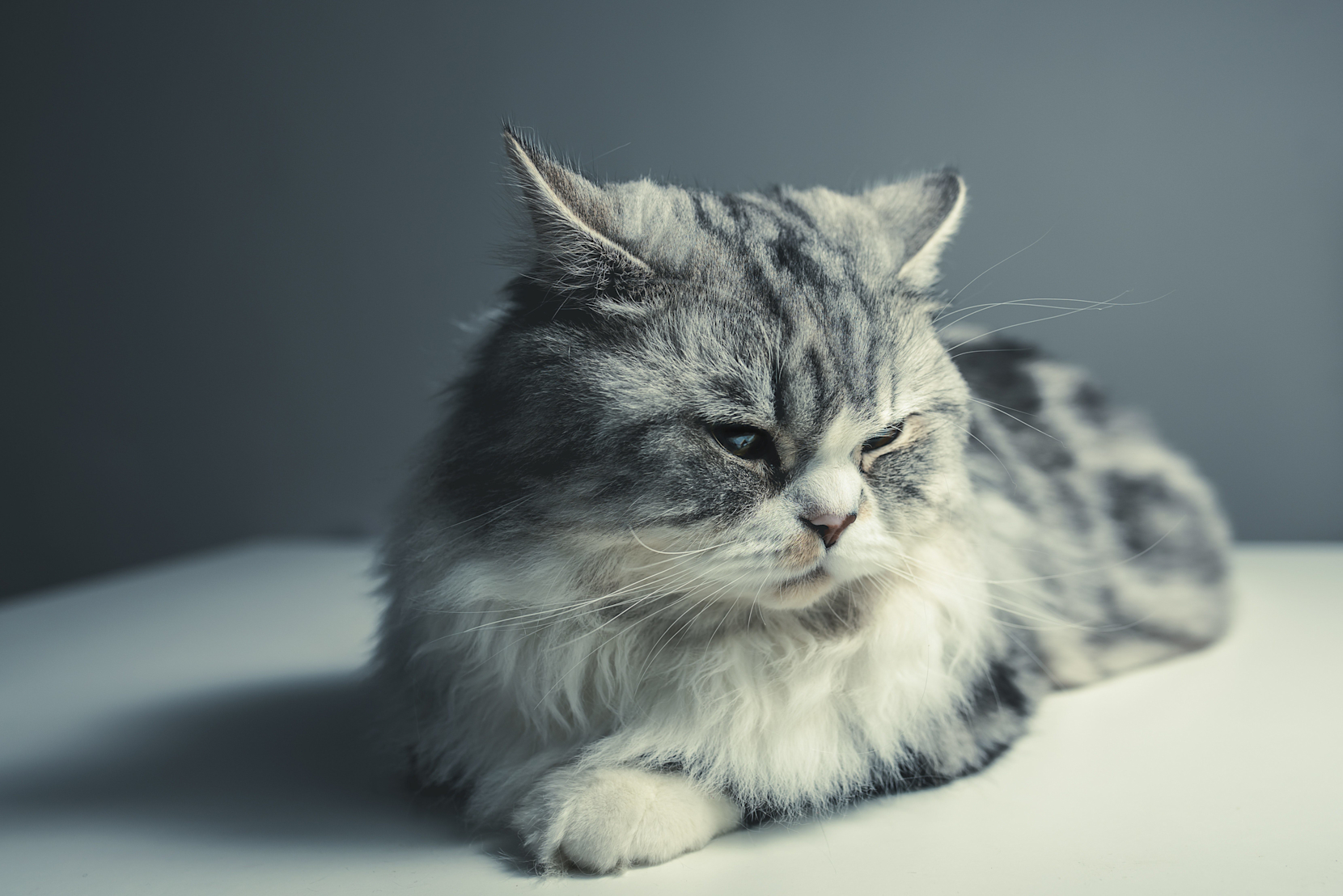 猫の元気が急
