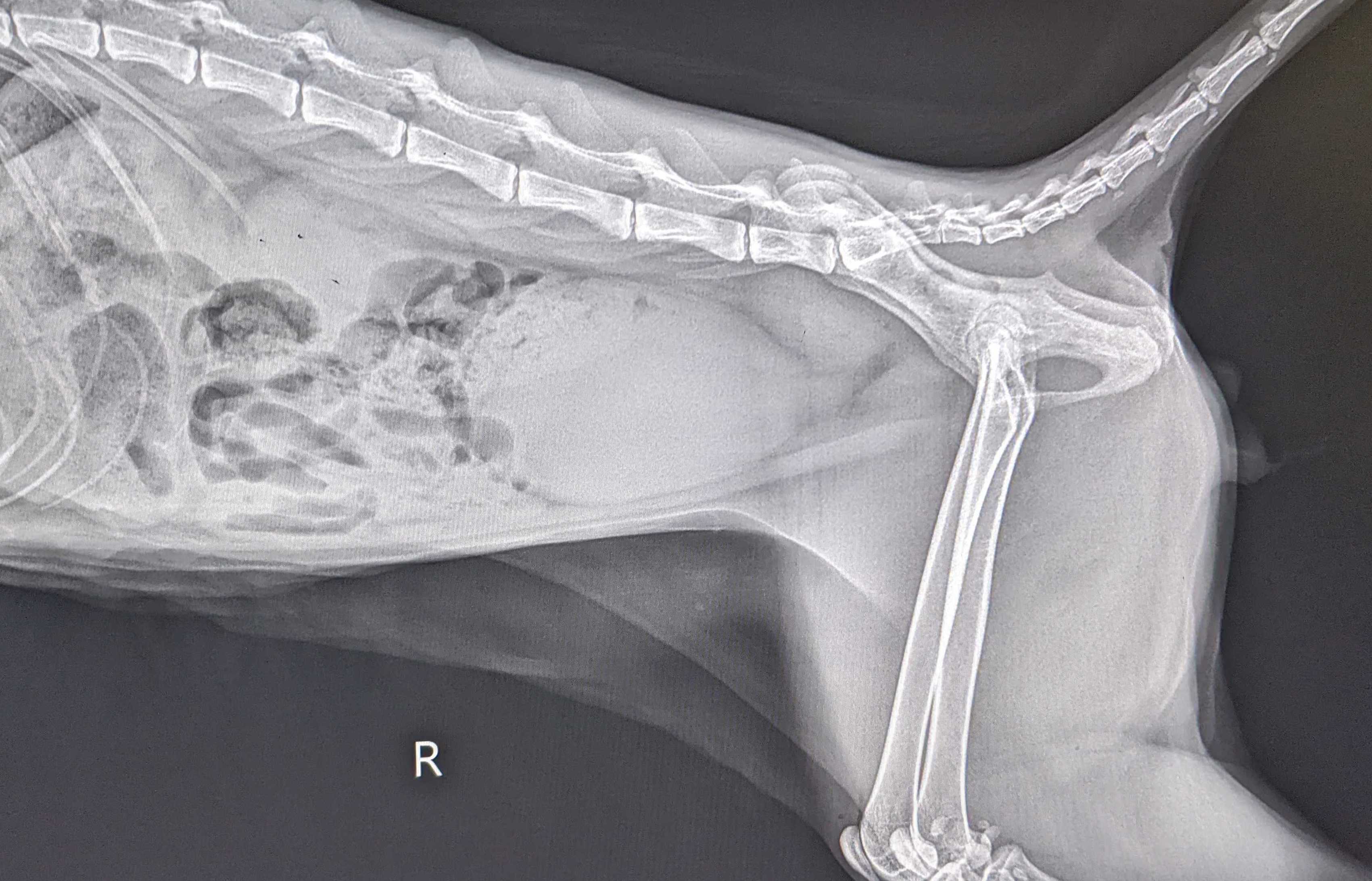 トイレ入室回数 尿道閉塞の膀胱