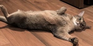 Makuake「Catlogプロジェクト」ついに1000%達成しました!!