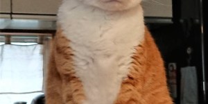 猫様のログを取得させていただきました!