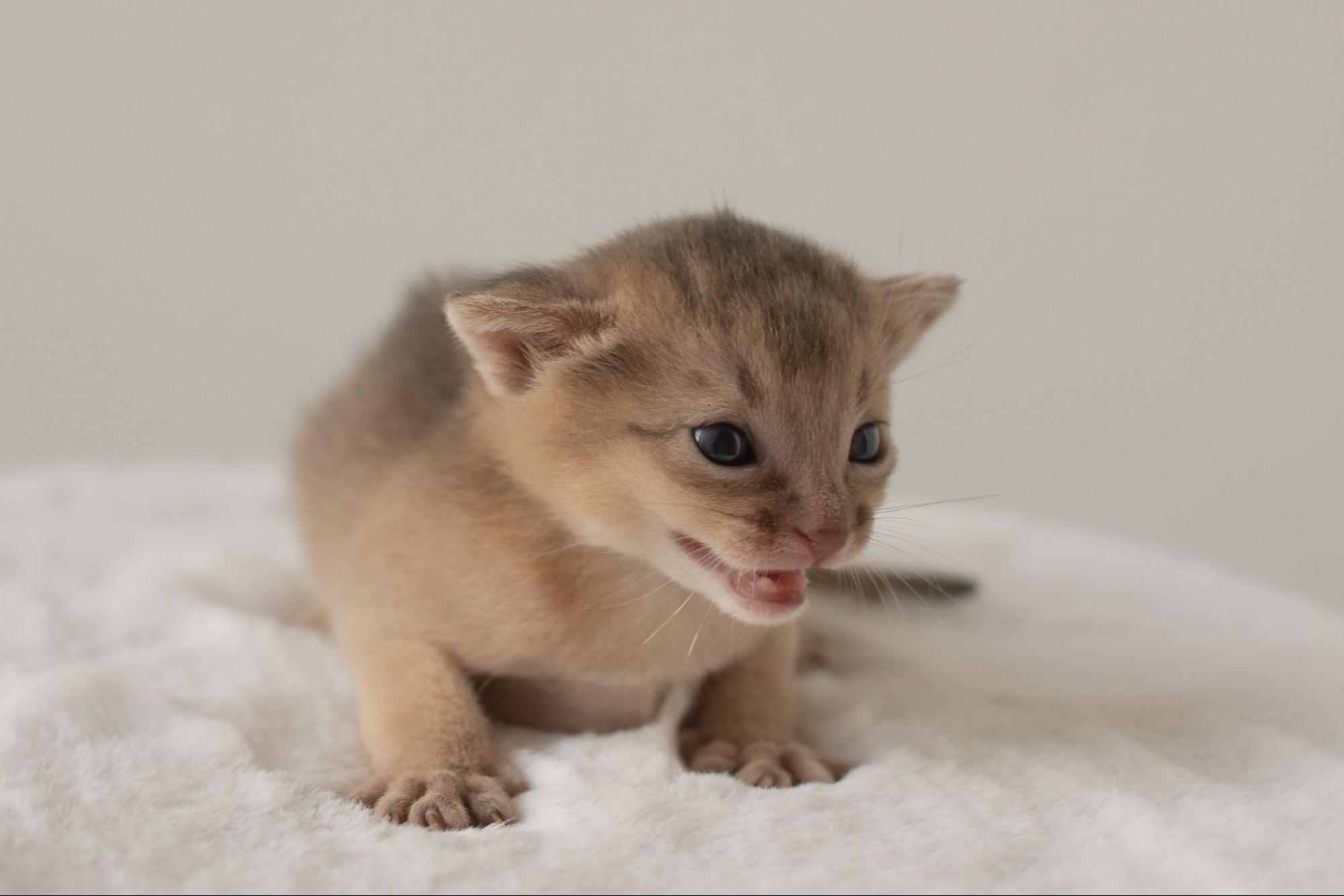 生まれたての子猫