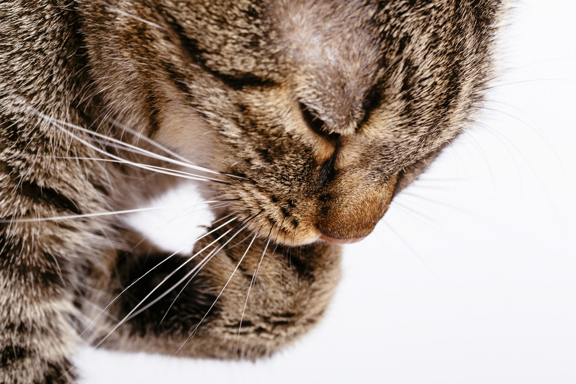 前足を舐める猫