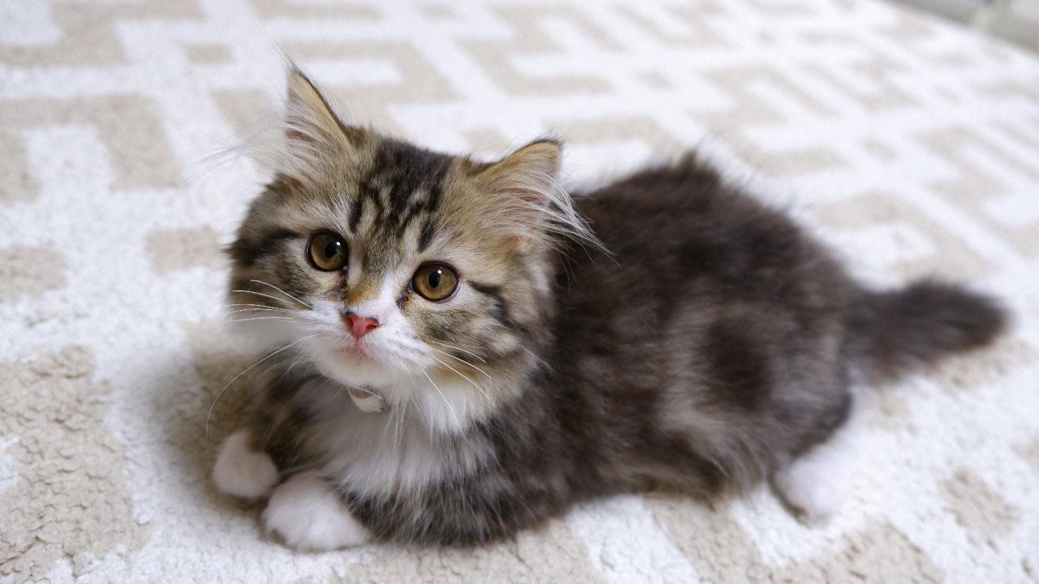 【獣医師監修】子猫に首輪はいつからしていい?子猫に最適な首輪の選び方や注意点を解説!