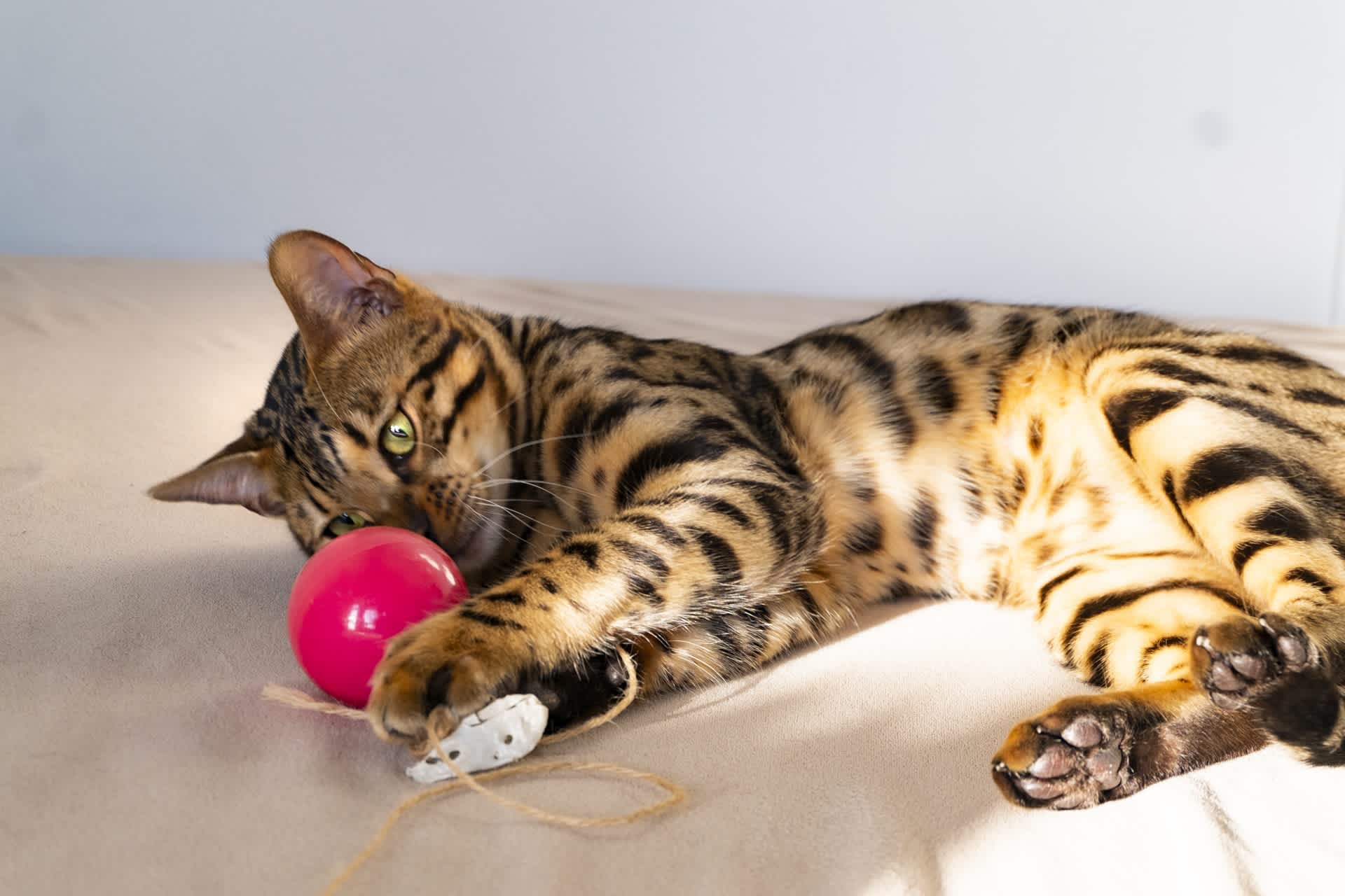 室内飼いの猫は運動不足 猫の運動量に合わせた運動不足解消法とは 猫様のいる暮らし 室内飼いの猫は運動不足 猫の運動量に合わせた運動不足解消法とは 猫様のいる暮らし