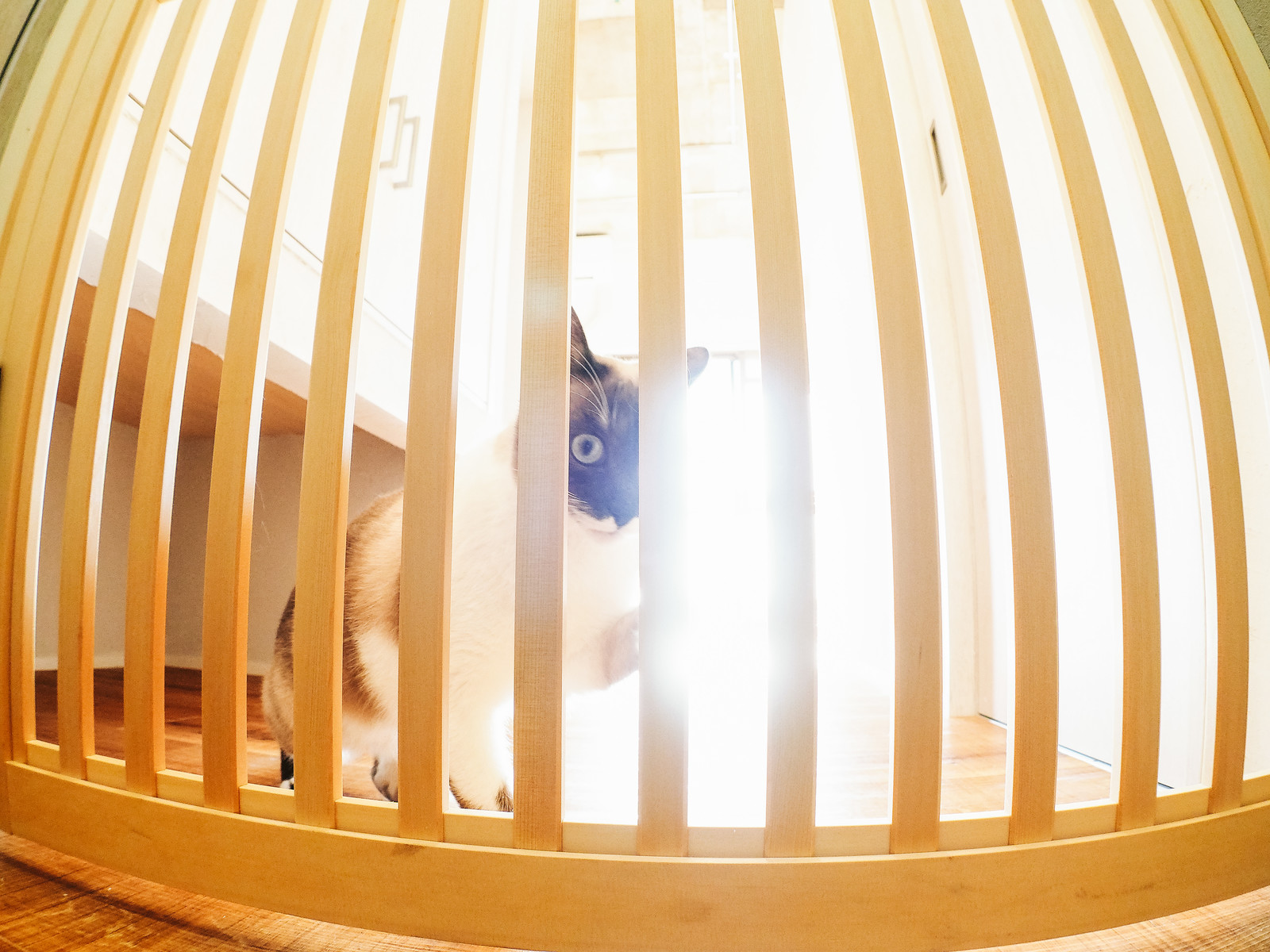 柵の向こうから見つめる猫