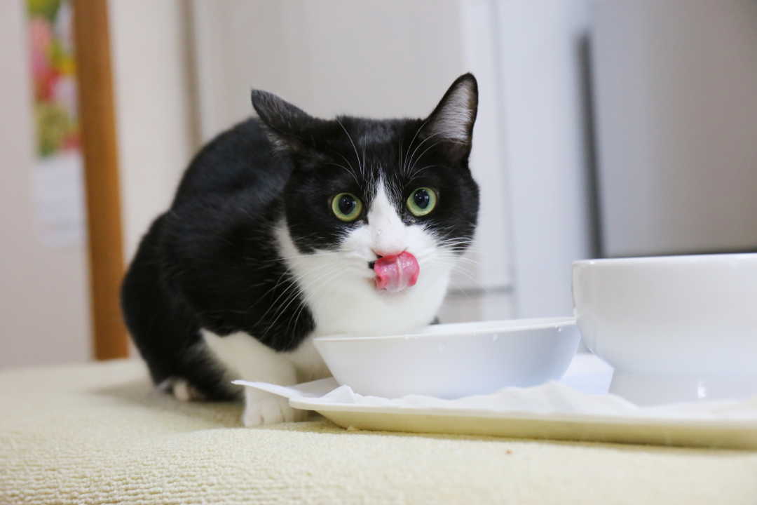 お皿の水を飲む猫