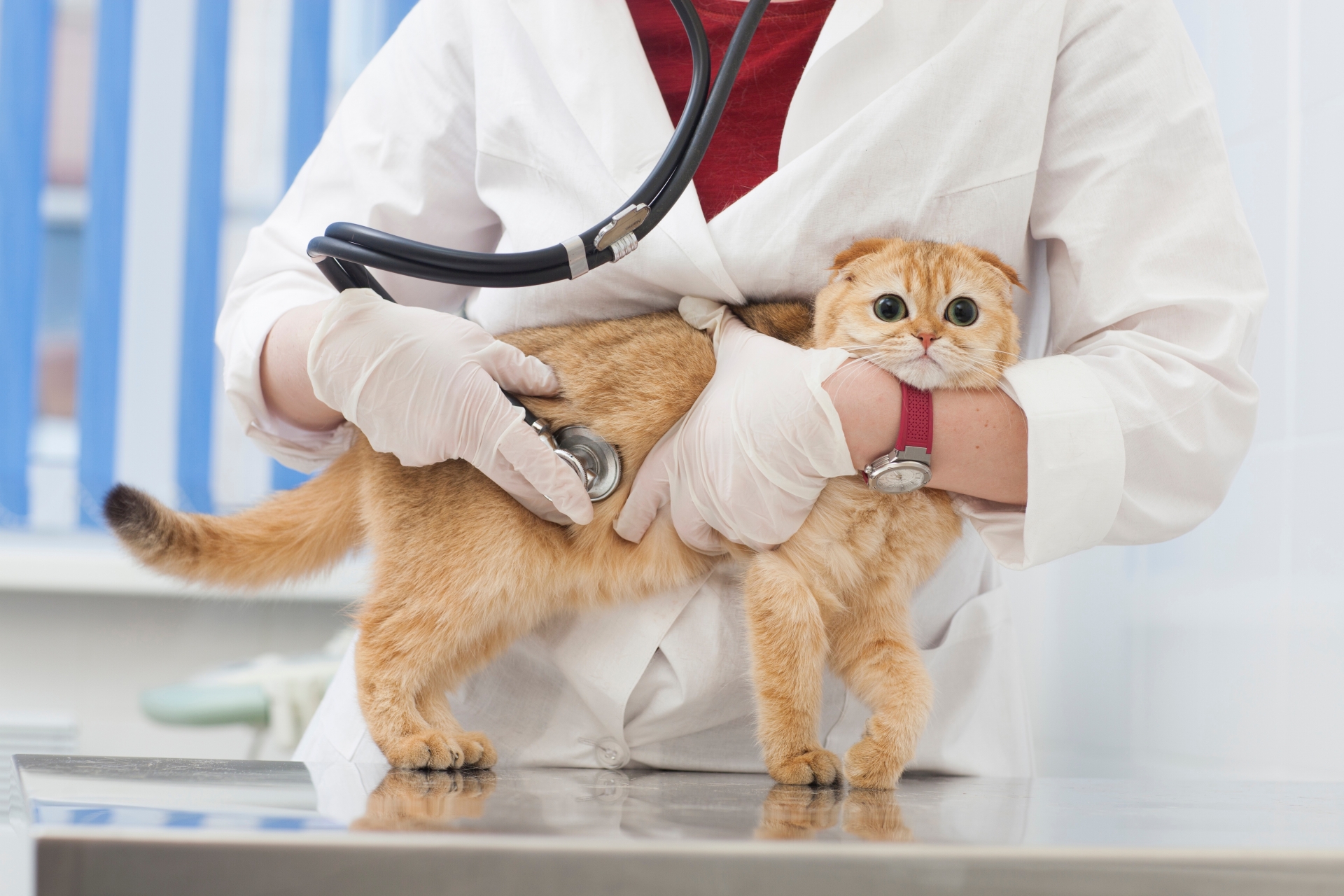 診察を受ける猫