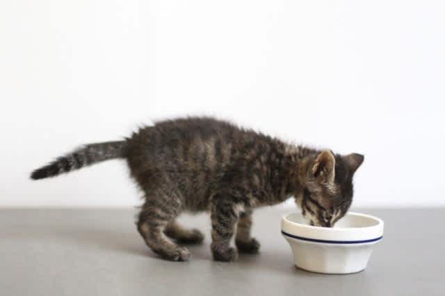 離乳食を食べる子猫