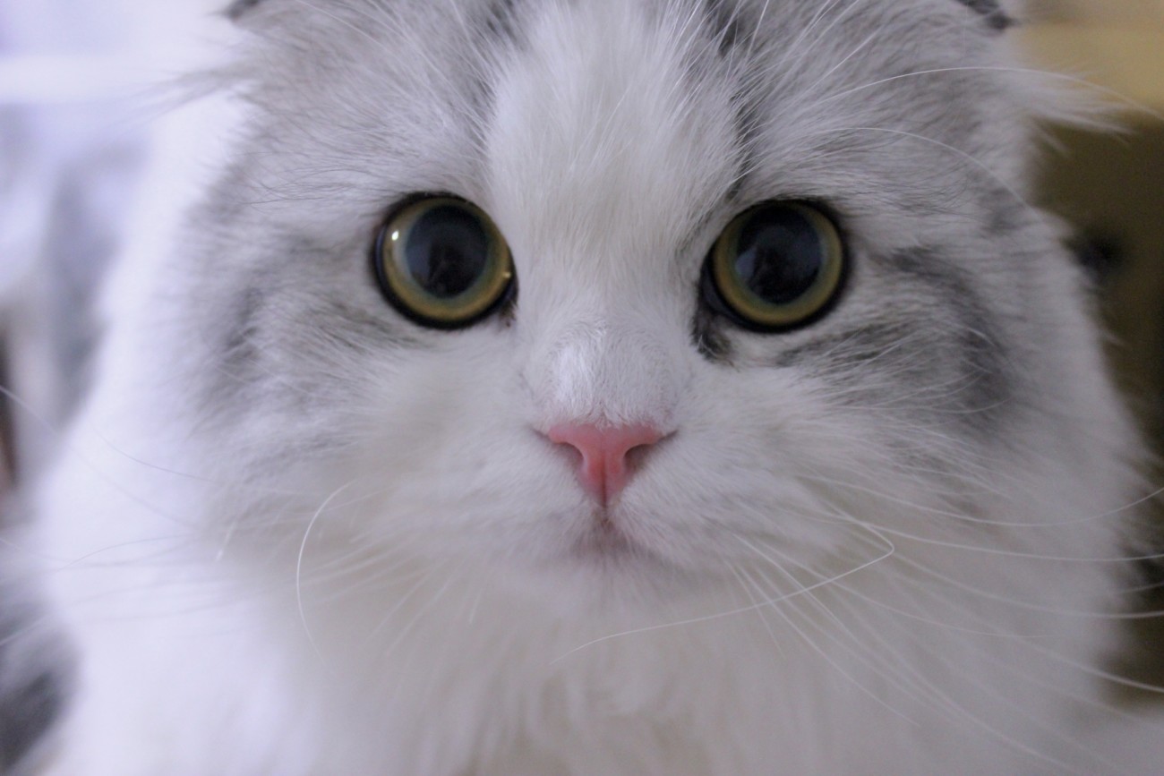 猫のくしゃみは病気の可能性? 原因や動物病院受診の目安を解説