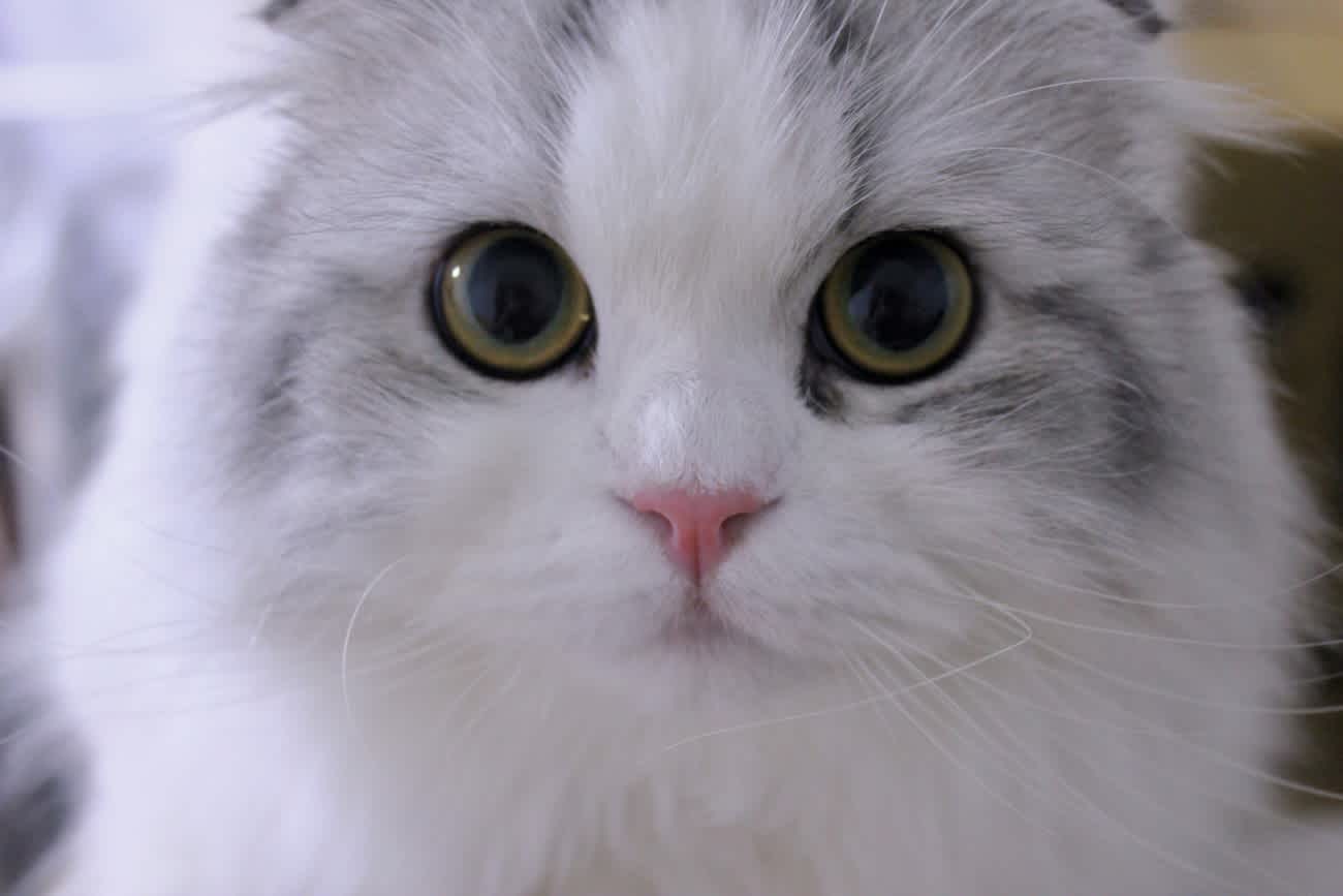 猫のくしゃみは病気の可能性？原因や動物病院受診の目安を解説