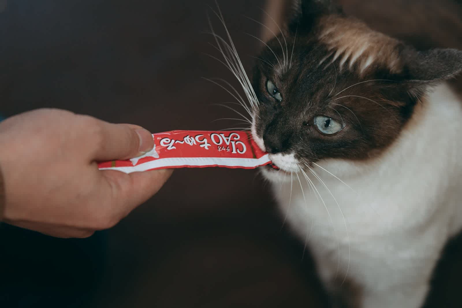 ちゅーるを食べる猫