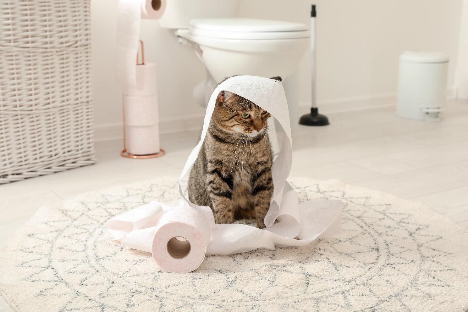 子猫のトイレのトレーニング・しつけの仕方|うまくできない時の原因と対処法を解説!