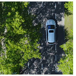 Car in the trees