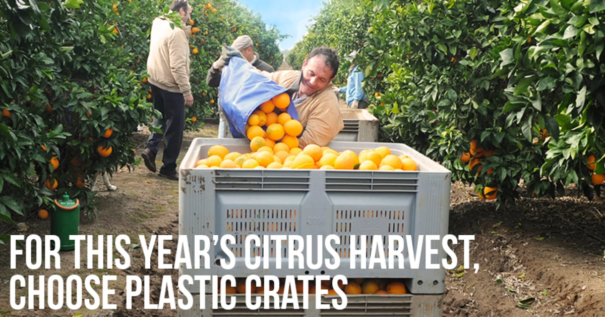 For this year’s citrus harvest, choose plastic crates