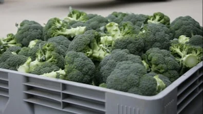 vegetable crates brocolli big box
