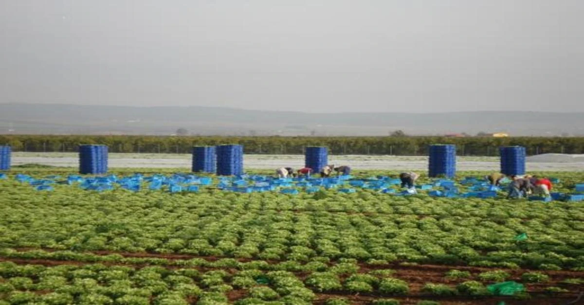 Lamb’s lettuce, baby leaves, leafy salad mix… pre-packed in a controlled atmosphere, this typical convenient consumer unit is very successful and growing fast in EU 28 for the past 15 years. Schoeller Allibert supplies the market leaders with two different Euro stack nest crates perfectly meeting product and company needs… Market focus: controlled atmosphere packed leafy salad, our solutions from field to store. Lamb‘s lettuce: The SN204301 stack nest container is ubiquitous for French producers with more than 300 000 crates in the field from October to May.