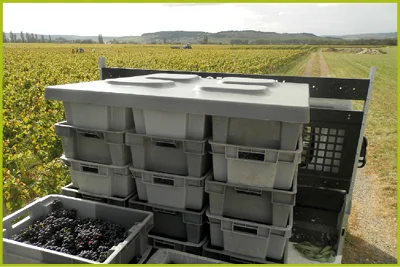 Stack Nest crate for grape harvest