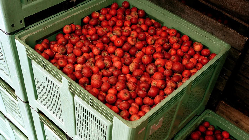 fruit big boxes