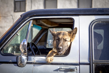 Chien dans une voiture qui regarde dehors par la fenêtre