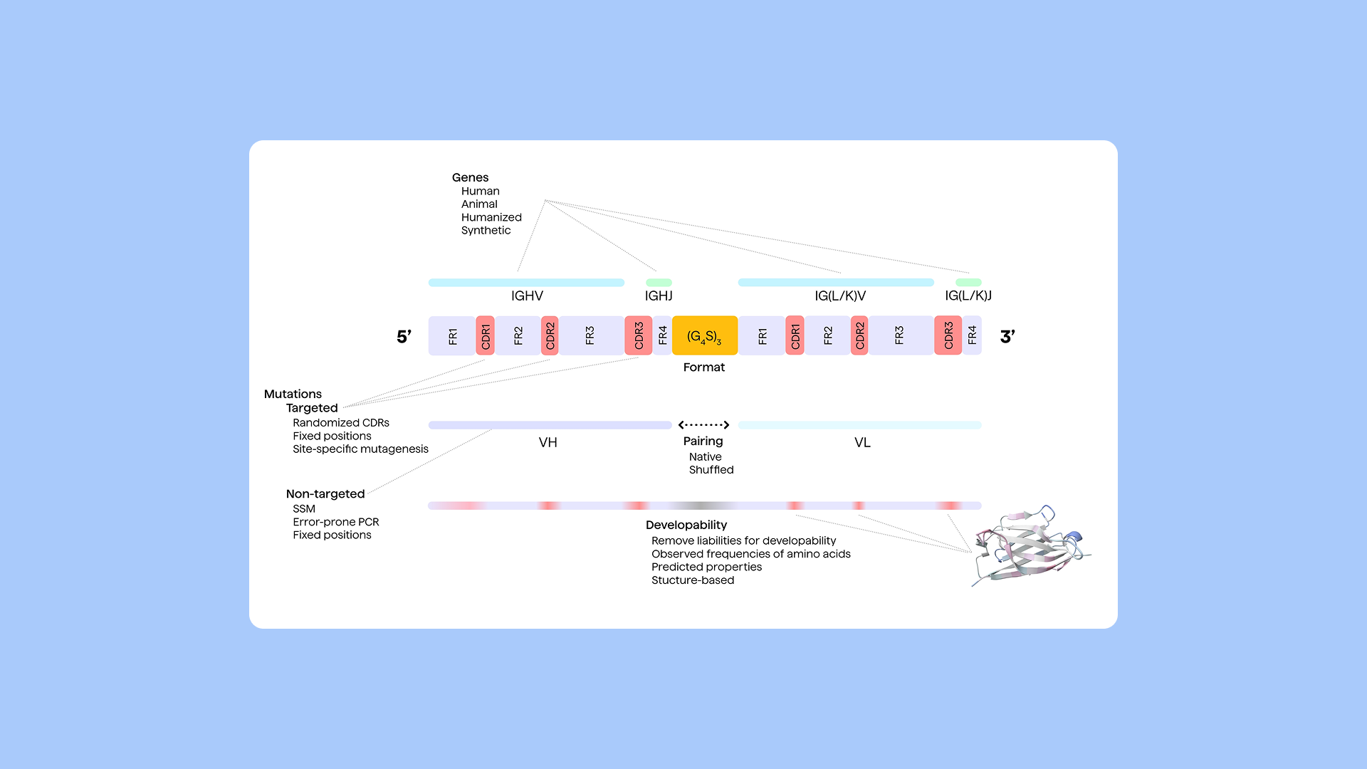 Antibody Library Design blog image 1