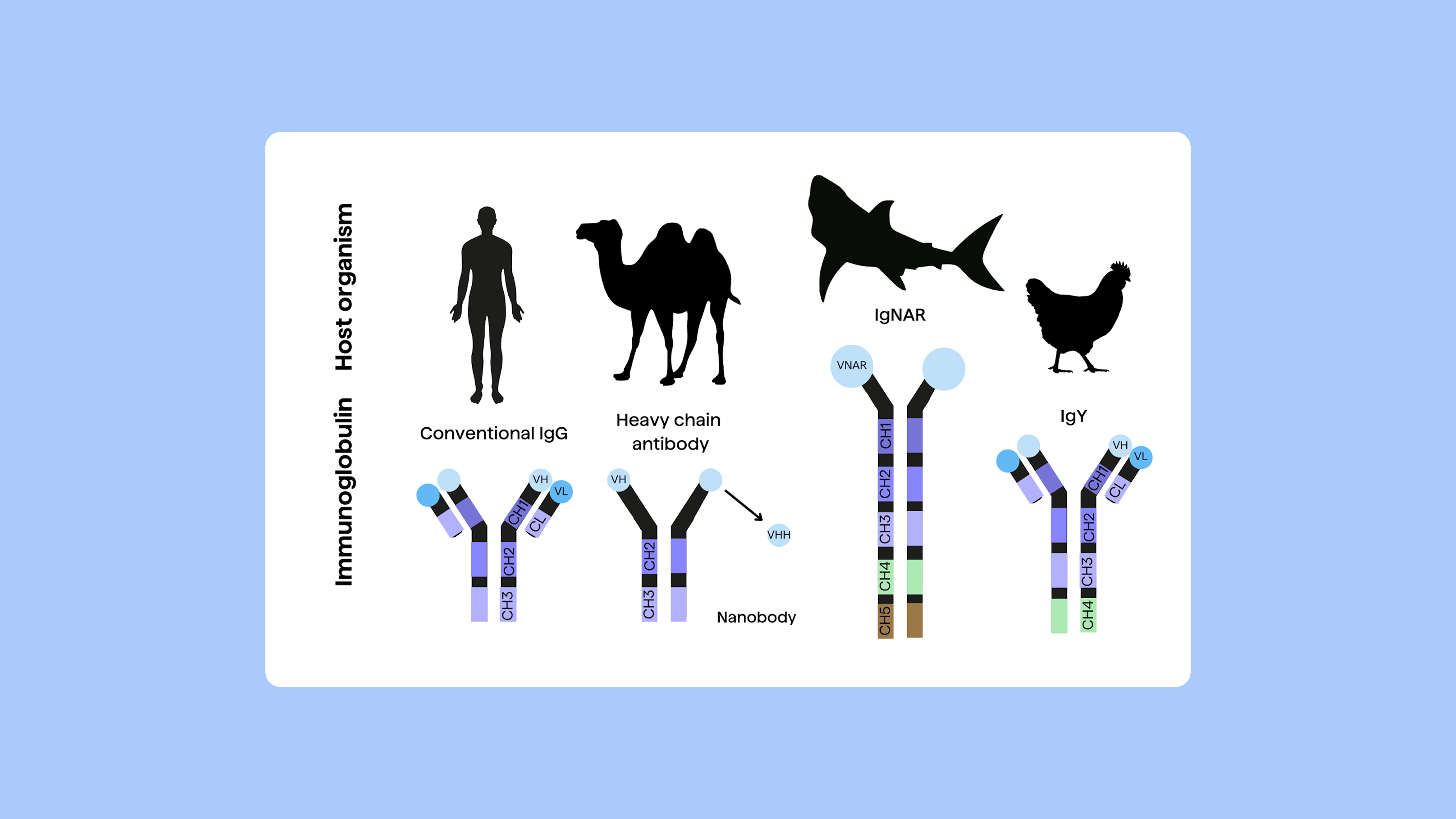 PipeBio - Non-canonical cysteines in antibody repertoires: from camelids to humans - Image 6