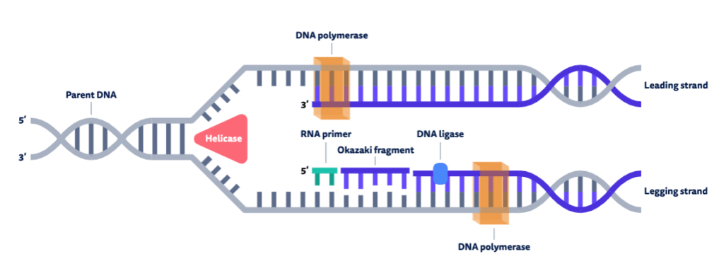 primers-in-rna-replication