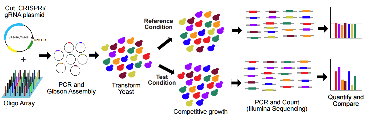 figure6_CRISPRi_parallel_analysis.png