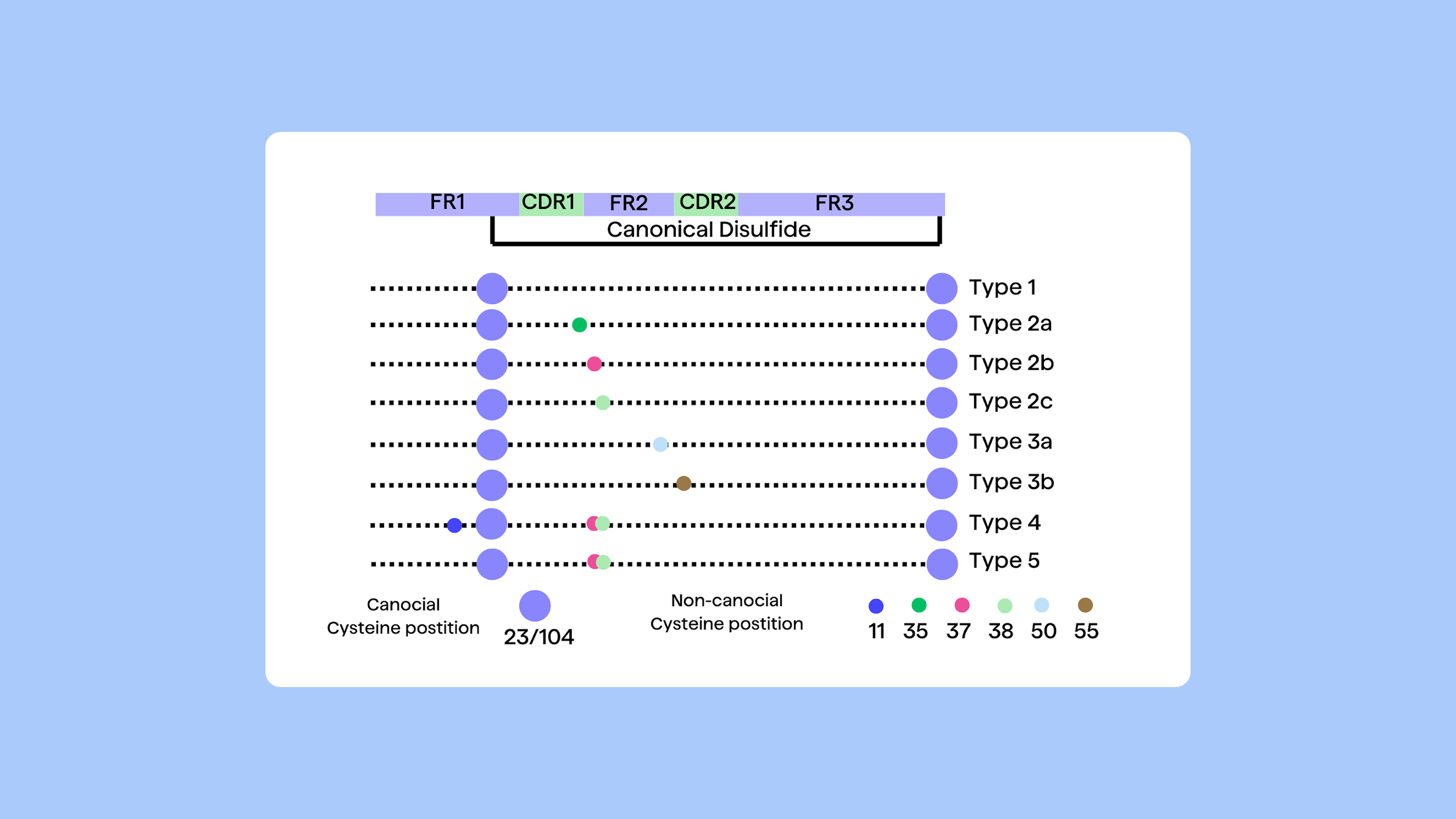 PipeBio - Non-canonical cysteines in antibody repertoires: from camelids to humans - Image 3