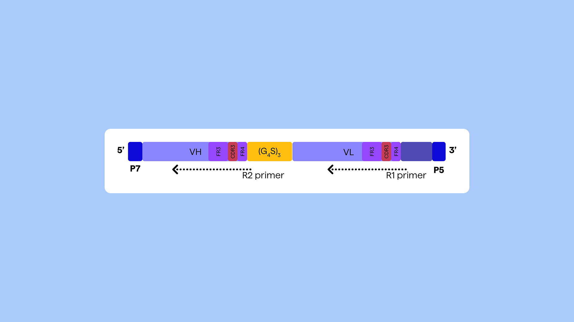 PipeBio - Native heavy-light chain pairing of antibodies with NGS - Image 4