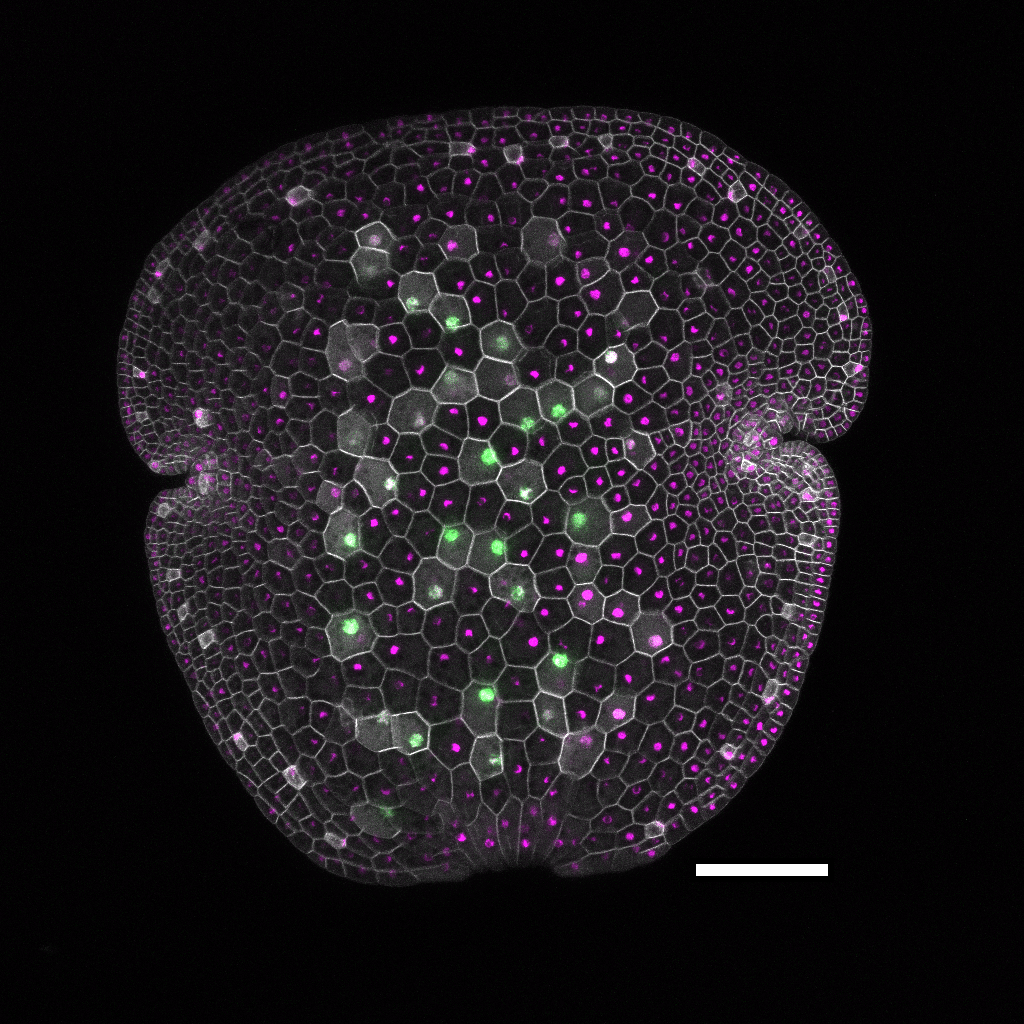 Marchantia2_SSG.png