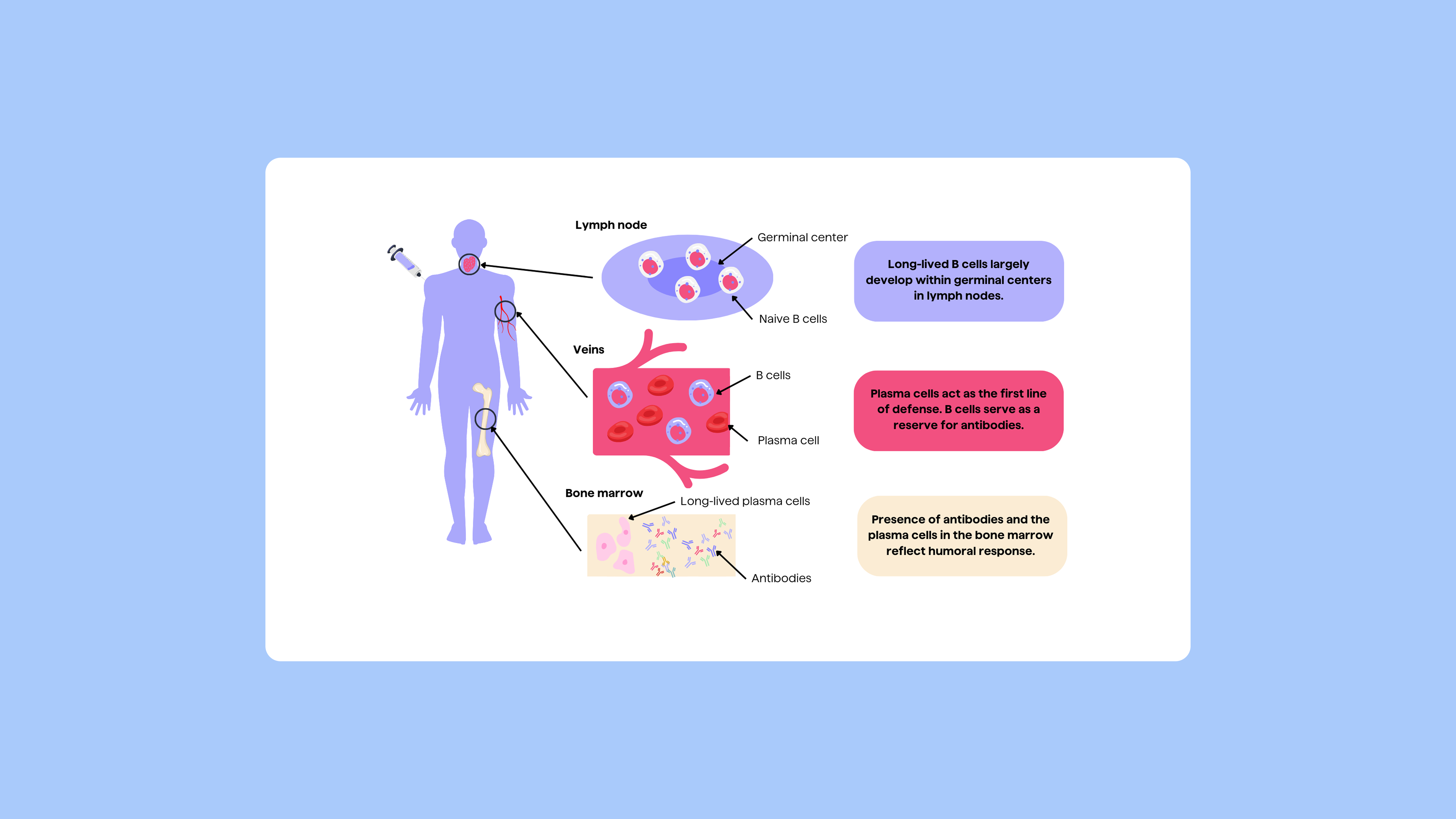Pipebio Image - Figure 2. Vaccine creates humoral immune memory responses