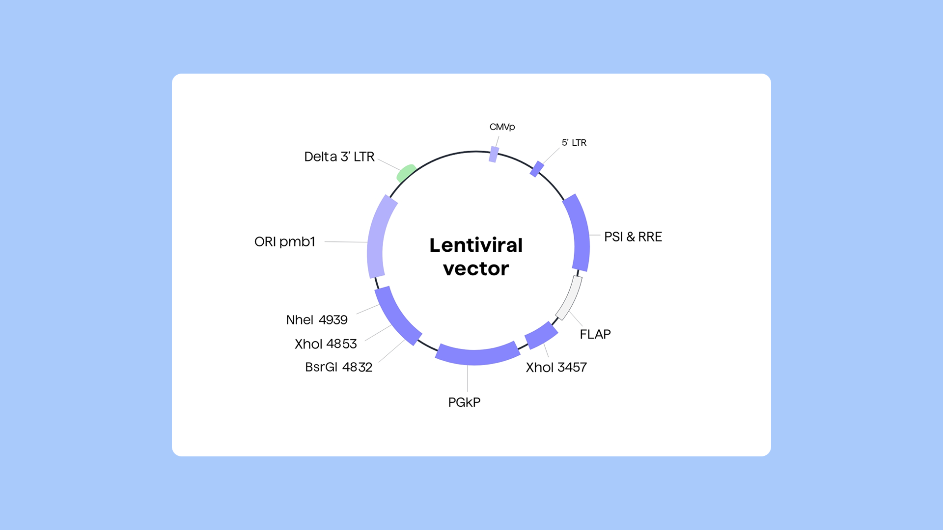 Cloning Techniques in Antibody Discovery and Engineering - 5