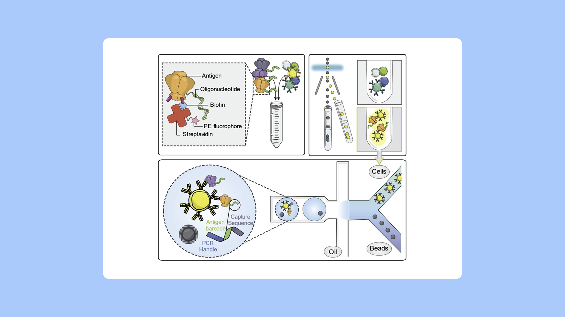 PipeBio - LIBRA-seq: Accelerating antibody discovery - Image 2