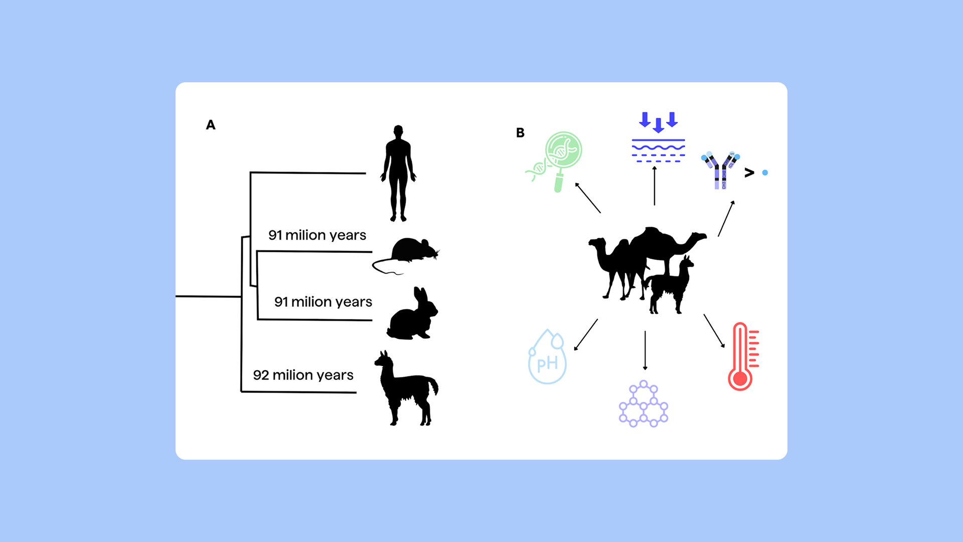 PipeBio - Landscape of Camelid antibodies - Image 3