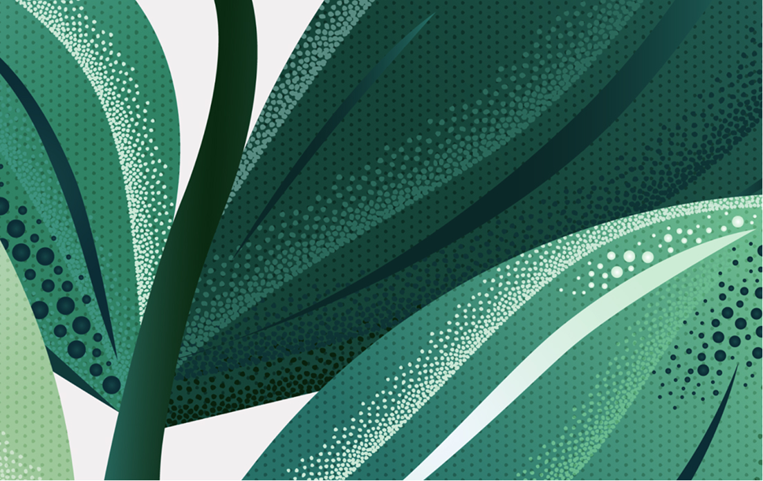Plant illustration