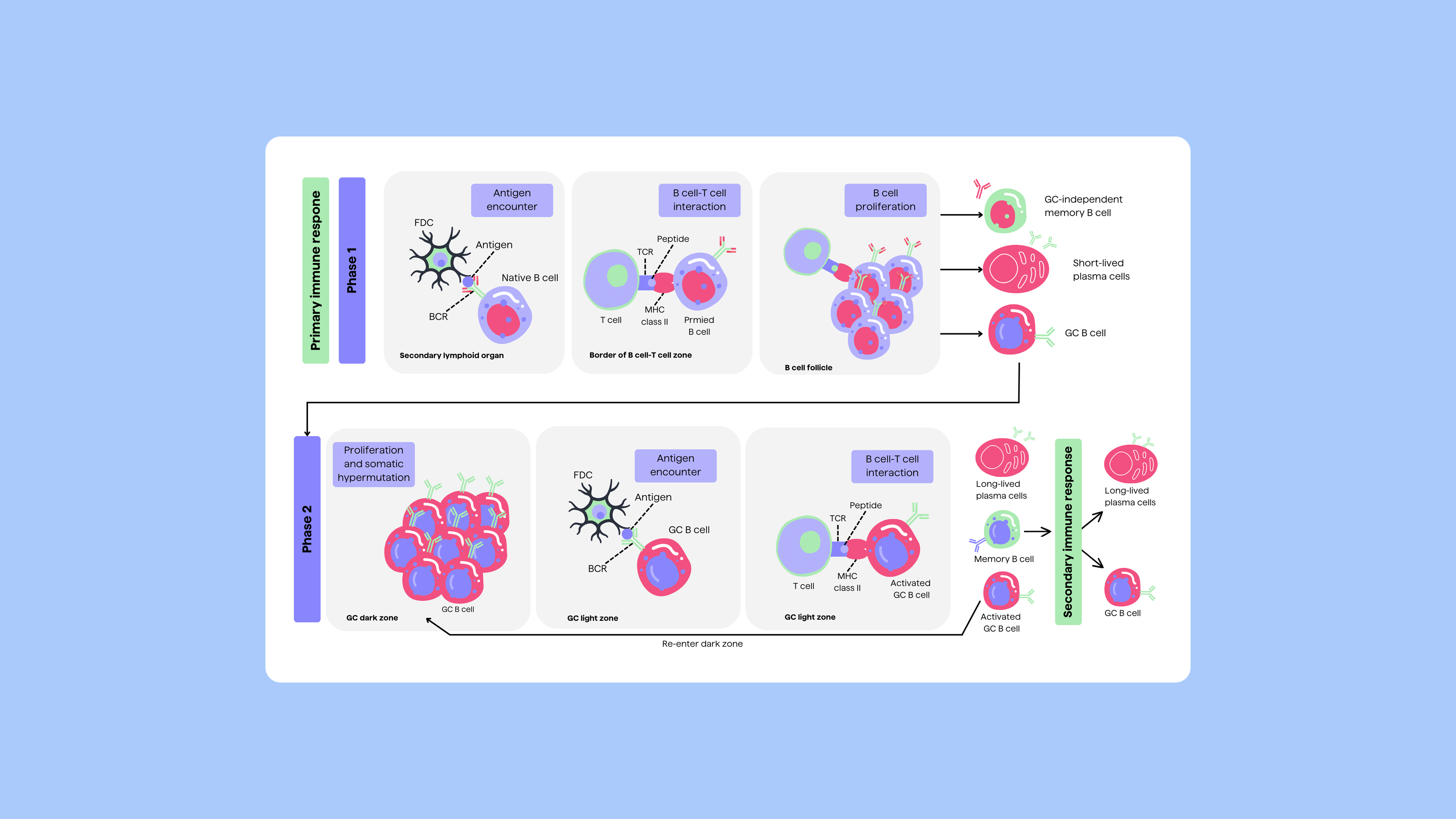 Pipebio Image - Figure 3. Phases of the acquisition of B cell memory, adapted from Akkaya et al. (2020)