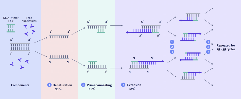 PCR-process-1024x421