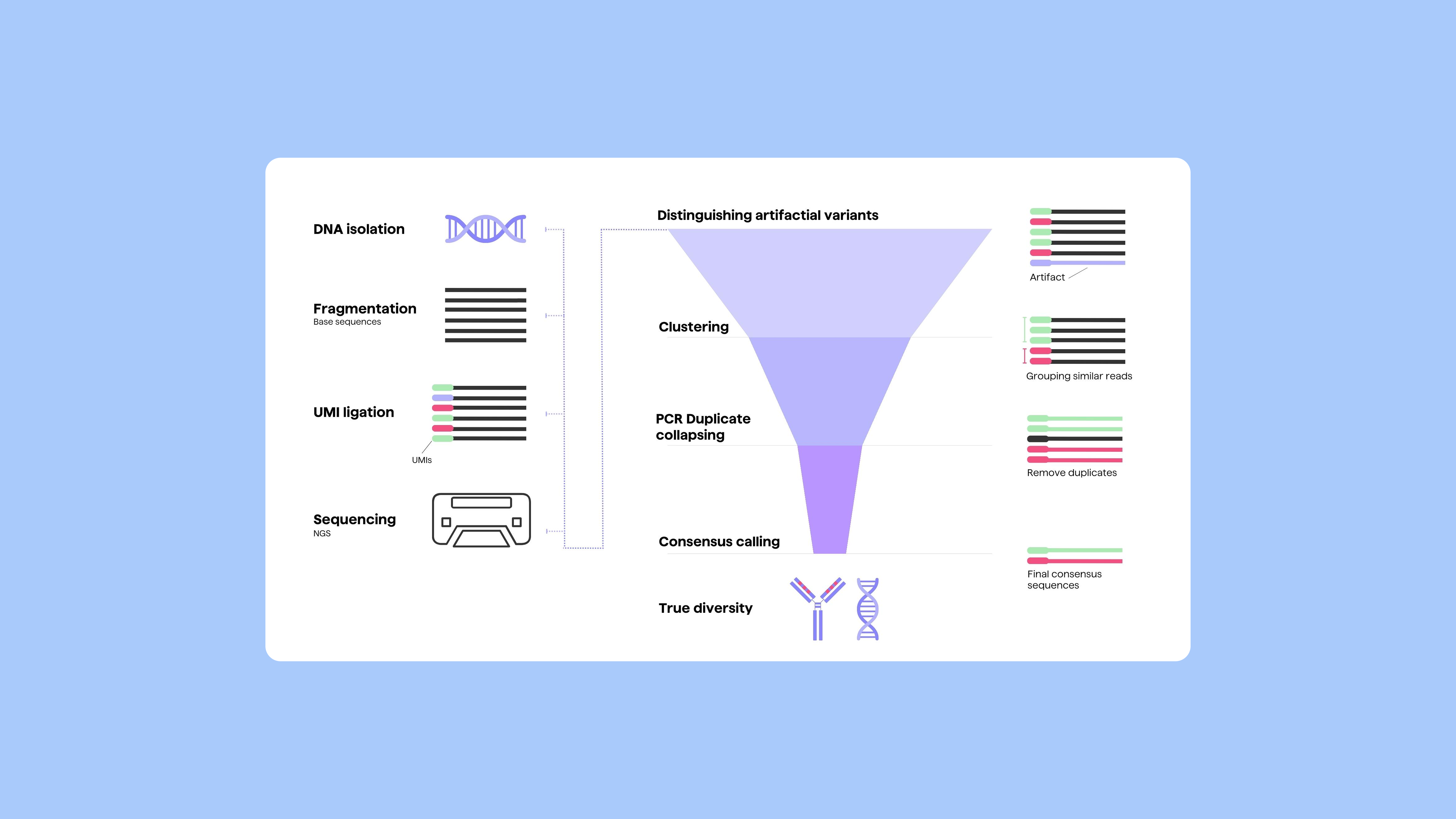 Pipebio Image - Figure 1. Applying UMIs in sequencing. On the left- An overview of library prep.