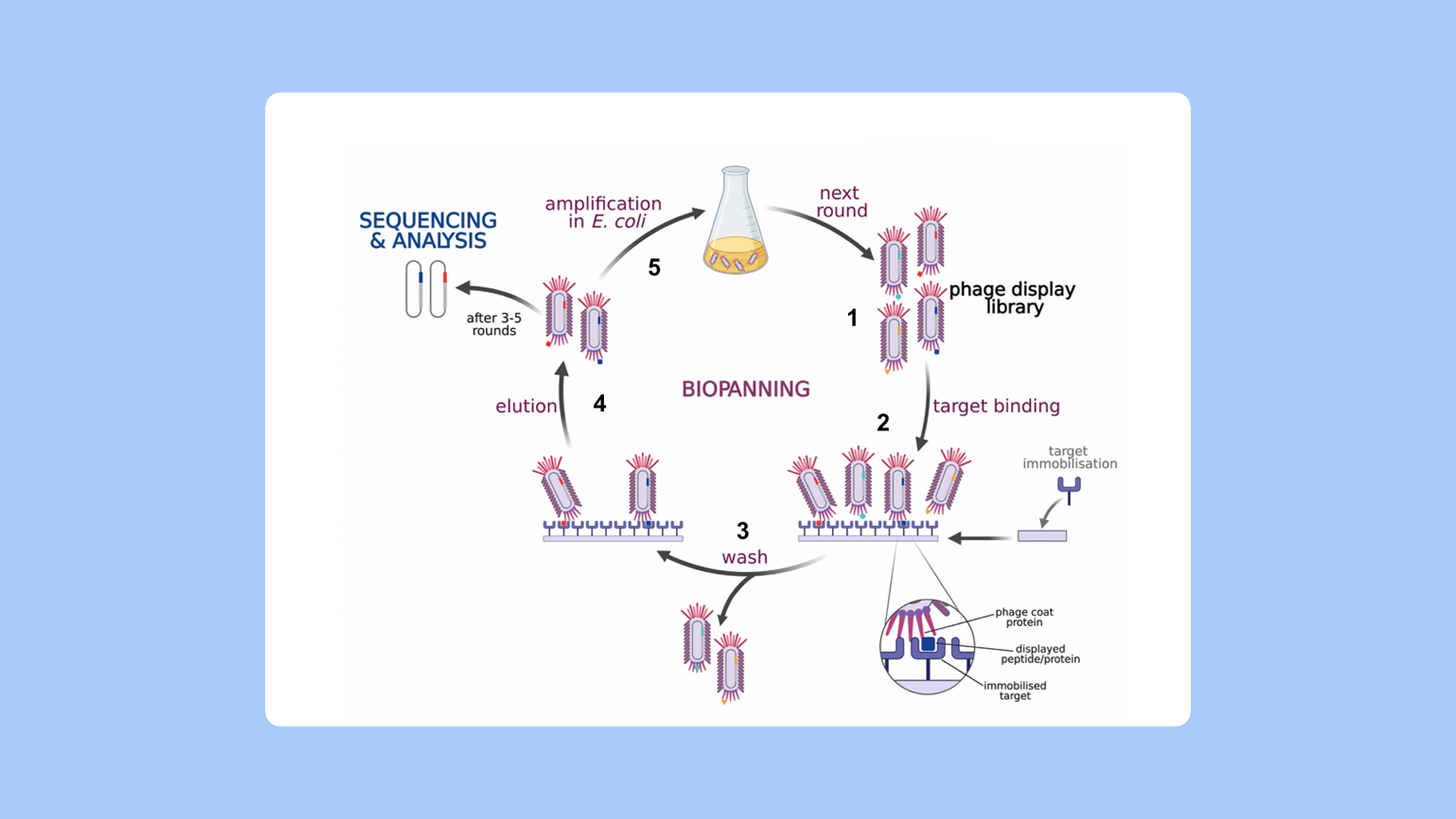 PipeBio - Selecting antibodies with phage display technology - Image 3