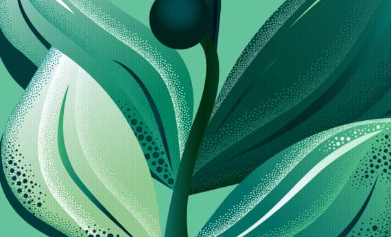 leaves illustration