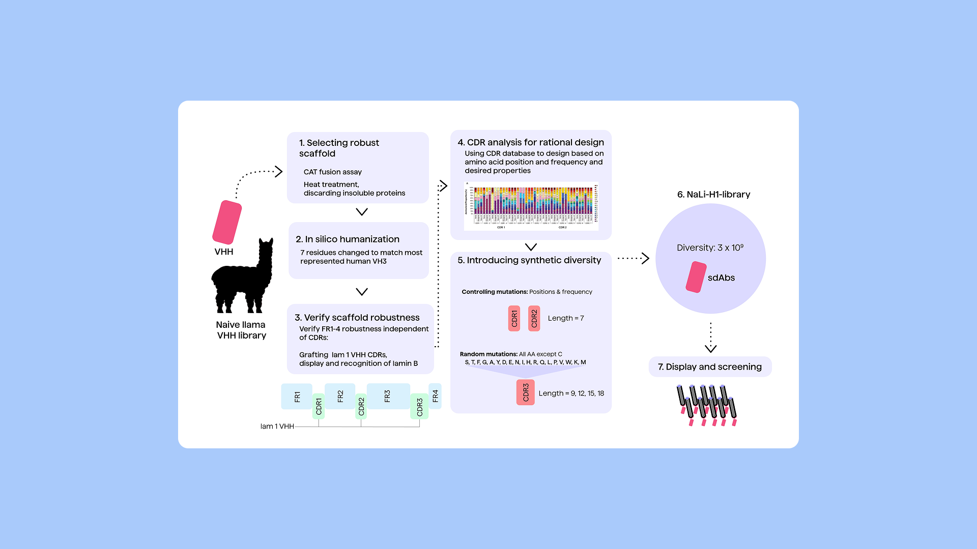 Antibody Library Design blog image 2