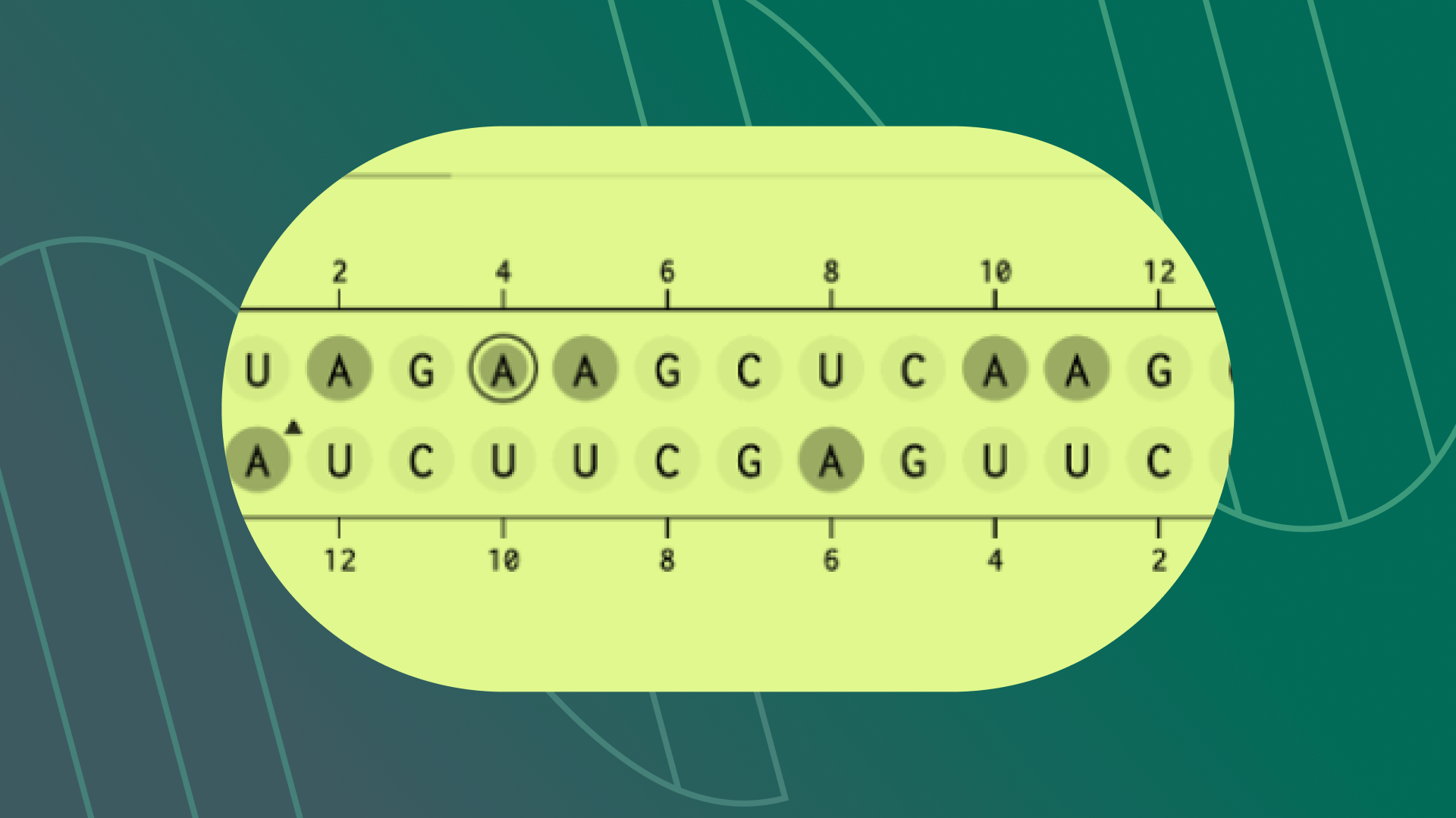 siRNA and oligo conjugates (1).png